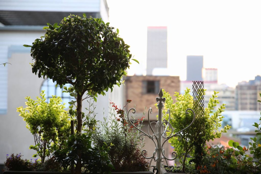 cityscape view with plants living room