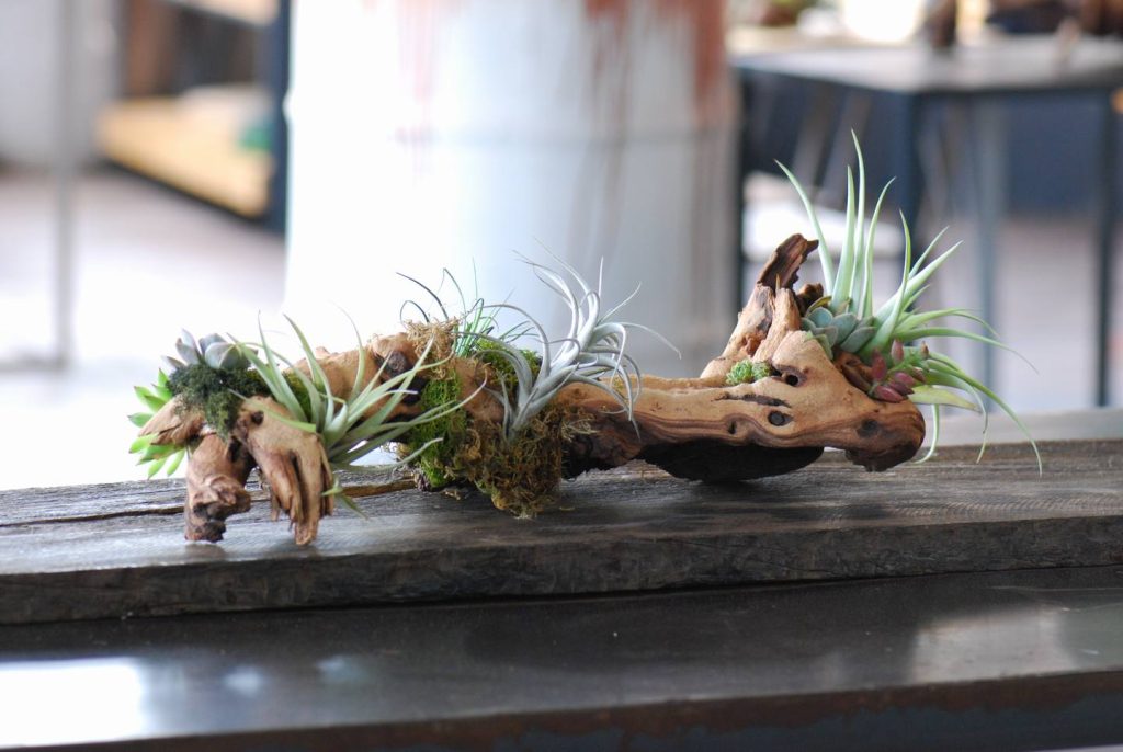 drift wood airplant art living room design