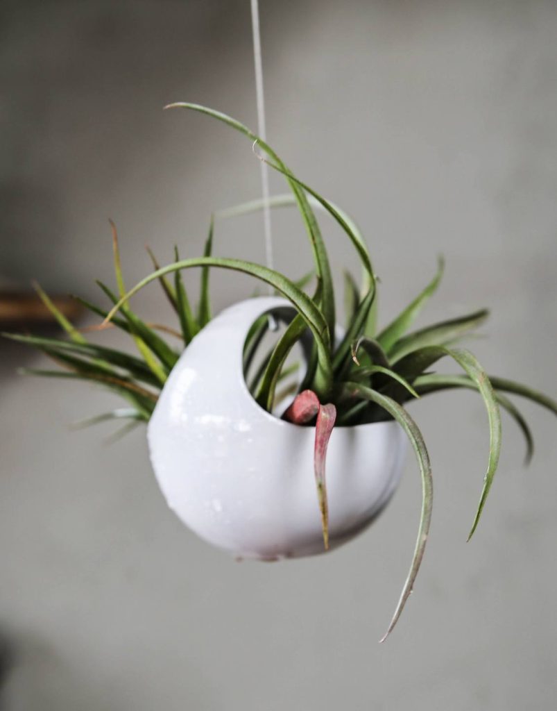 hanging planter living room design