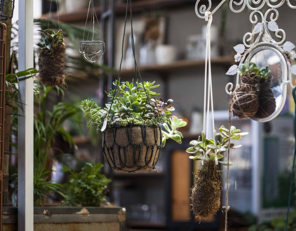 hanging plants living room design