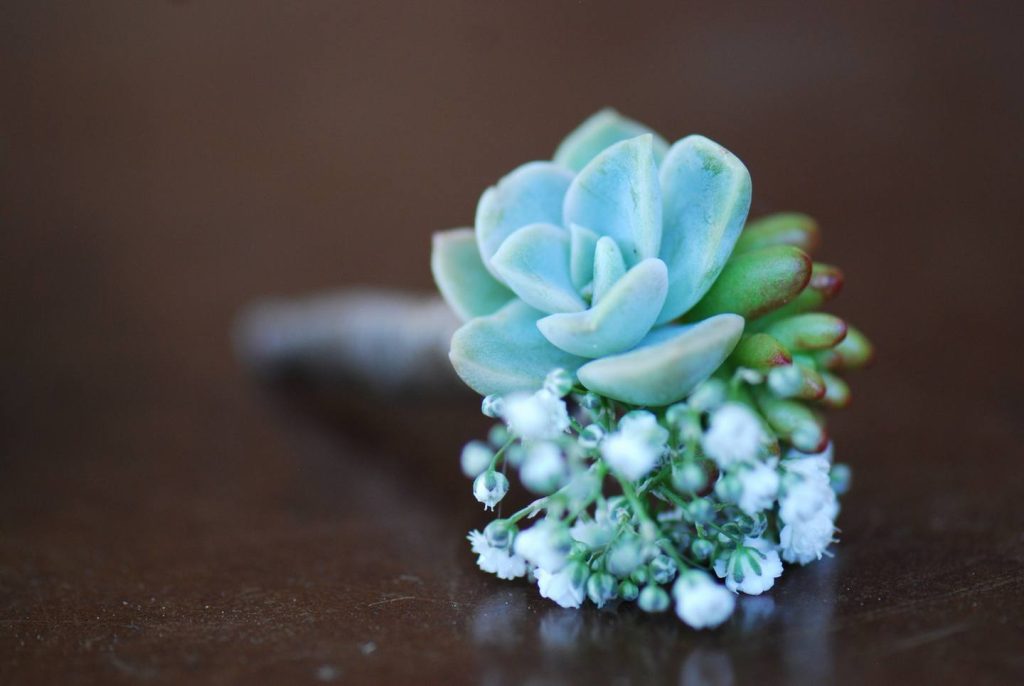 succulent boutonniere living room design